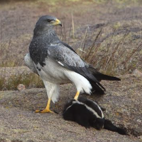 Águila Mora